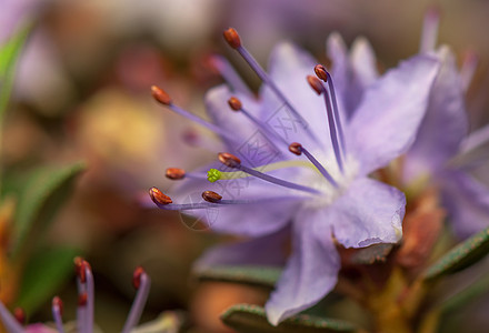 阿扎莱亚花园叶子绿色生物学植物花蕾植物学灌木植物群衬套图片