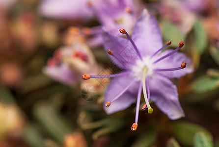 阿扎莱亚叶子衬套灌木花园植物群植物植物学绿色生物学花蕾图片