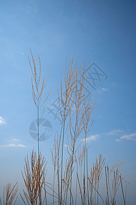 草花季节金子粮食植物国家天空生产生长稻草面包图片