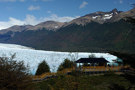 阿根廷佩里托莫雷诺冰川旅游木头风景旅行冰山森林荒野图片