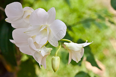 美丽的兰花农村花园叶子背景植物装饰花瓣风格热带植物学图片