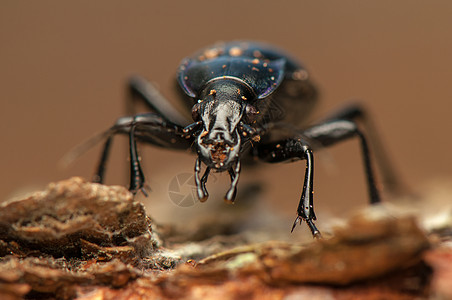 焦玻璃灯荒野昆虫学动物触角黑色照片捕食者甲虫动物群眼睛图片