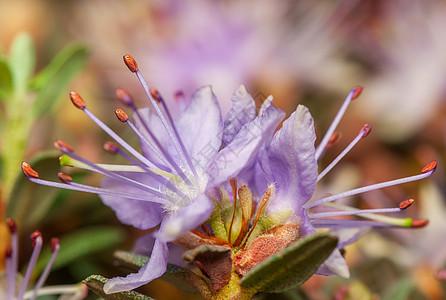 阿扎莱亚叶子生物学植物学植物群植物花蕾灌木衬套花园绿色图片