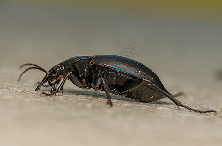 焦玻璃灯鞘翅目几丁质昆虫学昆虫眼睛捕食者动物群黑色照片甲虫图片