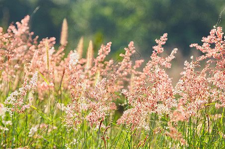 草花花园叶子粉色太阳植物宏观绿色白色图片