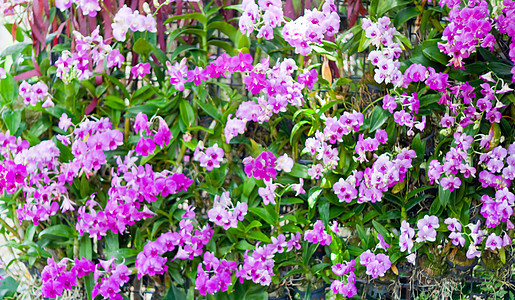 美丽的兰花背景花园花束装饰农村植物学环境紫色风格热带图片