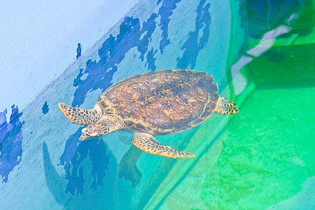 泰国Rayong省水族馆的海龟环境生活潜水殖民地假期爬虫野生动物生物学动物海滩图片