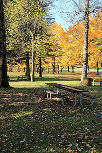 秋天的季节变了草地植被野餐鸟类公园长凳天空阳光黄色季节性图片