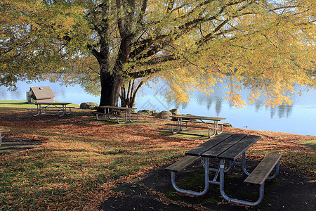 秋天的季节变了季节性人行道天空公园植物树叶草地黄色长凳树木图片