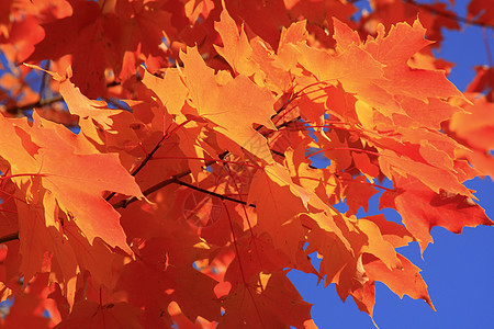 秋天的季节变了植被野餐树木黄色植物鸟类树叶草原天空季节性图片