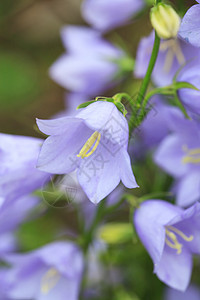 甘露花花紫色绿色花瓣植物园艺紫丁香生长背景花束植物学图片