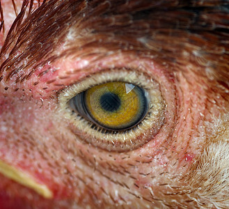 鸡眼家畜女性公鸡眼睛动物动物群荒野生活宠物棕色图片