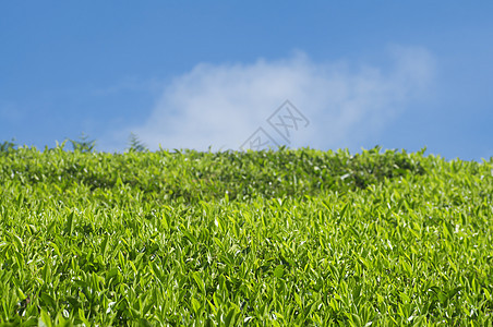 茶叶种植园叶子场地特写气候蓝色天空镜头植物群蔬菜高地图片