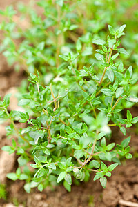 新鲜绿色百草新药草树叶草本植物生长植物百里香食物多叶小枝花园味道图片