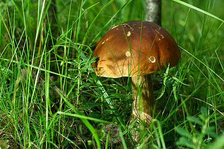 博莱特森林食物植物季节荒野绿色苔藓采摘棕色图片