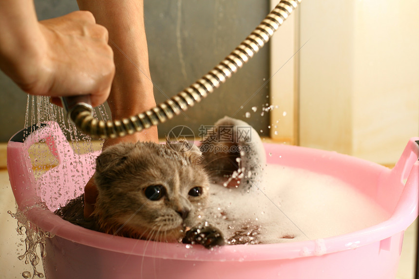 洗手猫淋浴浴室喷头享受猫咪图片