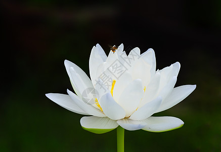 蜜蜂和白莲花园园艺温泉池塘昆虫荒野翅膀公园植物花瓣图片