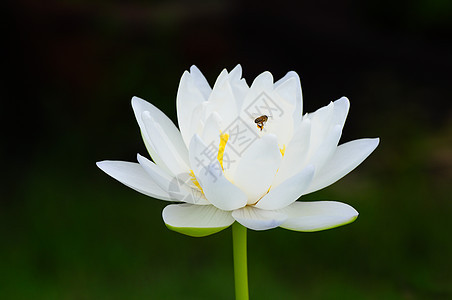 蜜蜂和白莲温泉植物宏观花瓣植物群荷花生物学公园池塘花园图片