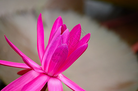 粉色莲花花在池塘上开花软垫美丽绿色百合植物群植物学漂浮植物花瓣图片