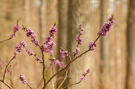 Daphne 达伊植物群绿色季节叶子荒野森林蓝色照片野花胚珠图片