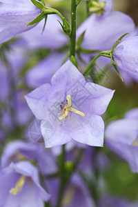 甘露花花花瓣园艺季节性紫丁香绿色花园植物背景蓝色花束图片