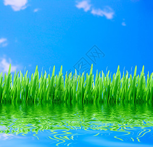 青草蓝天空刀刃草地蓝色活力植物天空环境场地宏观花园背景图片