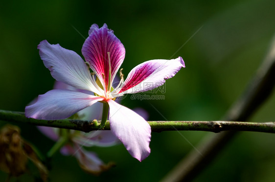 博希尼亚布拉卡纳园艺雌蕊绿色花瓣花园阳光宏观红色兰花植物图片