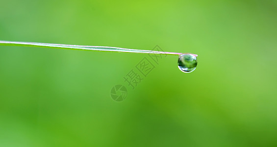 绿叶上滴水雨滴气候液体水滴宏观刀刃反射背景生长叶子图片