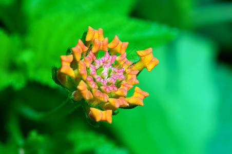 兰塔纳宏观叶子花瓣植物花园情调植物群杂草季节异国图片