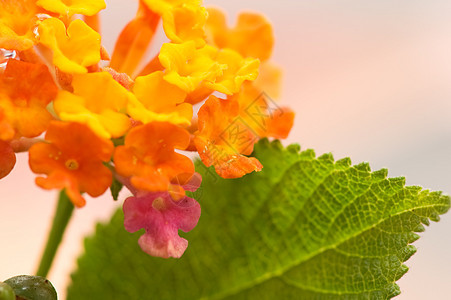 兰塔纳植物植物学杂草异国季节叶子植物群花园过敏情调图片