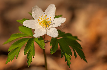 阿内莫罗莎林地白色作品集花瓣森林叶子野生动物植物学花期植物群图片