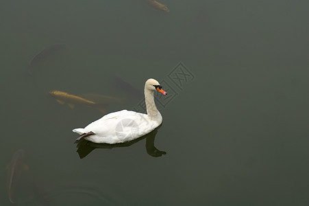 白鹅漂浮池塘野生动物反射家禽翅膀水鸟脖子荒野鸟类图片