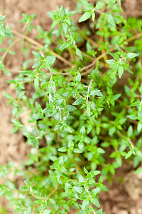 新鲜绿色百草新药草树叶百里香植物营养食物味道小枝蔬菜香料生长图片