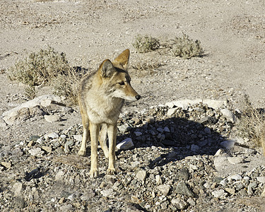 死亡谷的土狼食肉野生动物动物犬科风景沙漠荒野死亡图片