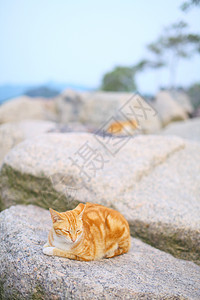 街头猫头发婴儿白色哺乳动物宠物毛皮双色黄色岩石动物图片