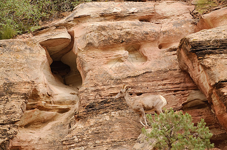 落岩山羊反刍动物动物食草哺乳动物号角野生动物荒野图片