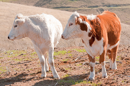 在加利福尼亚的一个牧场上的牛群农业场地牛肉乡村棕色白色草地国家农村动物图片