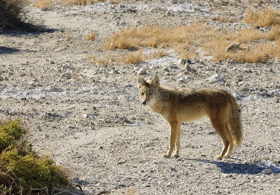 死亡谷的土狼哺乳动物打猎食肉动物荒野野生动物图片