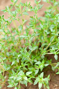 新鲜绿色百草新药草蔬菜食物多叶小枝百里香生长树叶花园营养草本植物图片