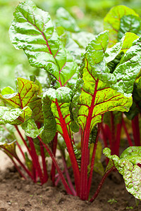 花园里有木雕植物橙子收成营养粉色紫色多叶树叶菠菜绿色图片