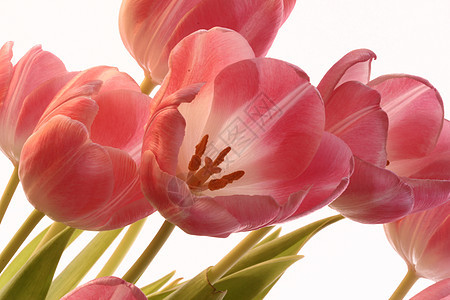 粉红色郁金香风化植物园艺生长萼片宏观花瓣花朵花束红色图片