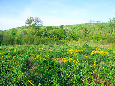 威斯康星州森林旅行植被杂草草原生态场景栖息地树木生物学图片