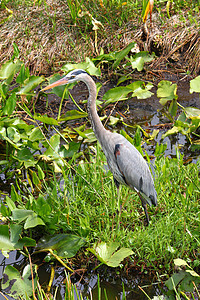 大蓝英雄沼泽水禽植被观鸟生活动物场景植物小鸟荒野图片
