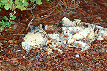 Armadillo残骸 - 佛罗里达州图片