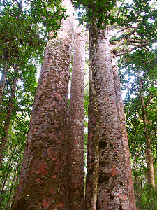 Kauri Kauri树  Waipoua森林树木场景环境公园林地周长姐妹旅行时间生长图片