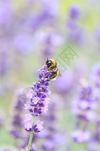 熏衣草花农场蜜蜂植物蓝色花园草本植物绿色薰衣草紫色衬套图片