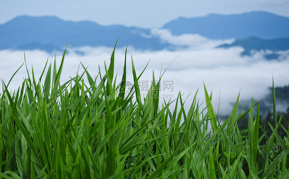 绿绿草快乐生态国家季节桌面墙纸宏观风景生长农场图片