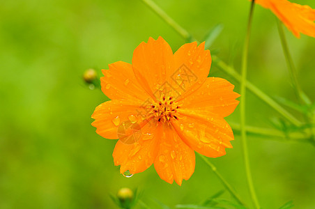 黄色花朵植物花瓣季节宇宙草地植物学旅行植物群晴天花园图片