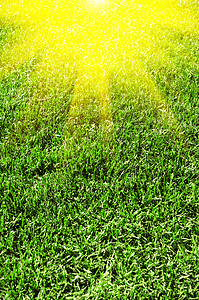绿色绿草质运动高尔夫球绿色植物植物群足球土地墙纸生长植物院子图片