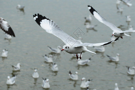 飞行海鸥动物海岸野生动物航班海洋支撑羽毛蓝色荒野翅膀图片
